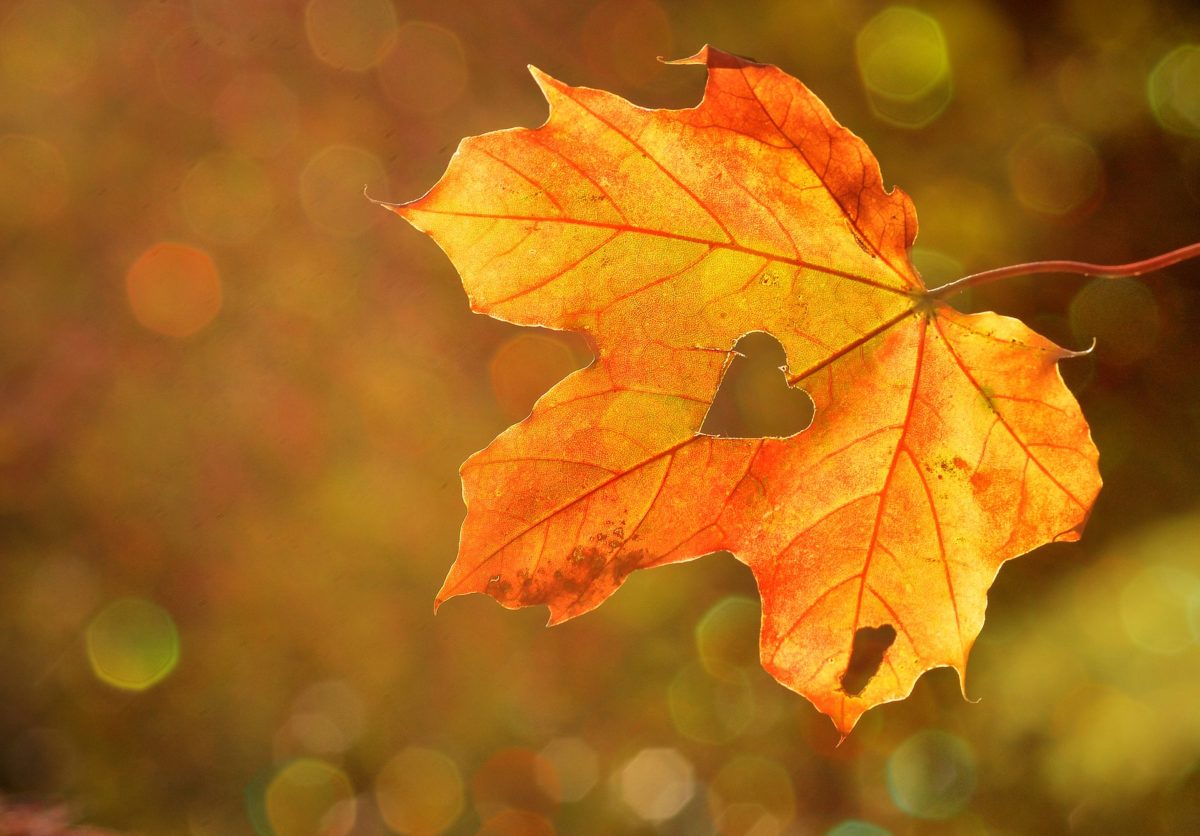 autumn vaping, autumn