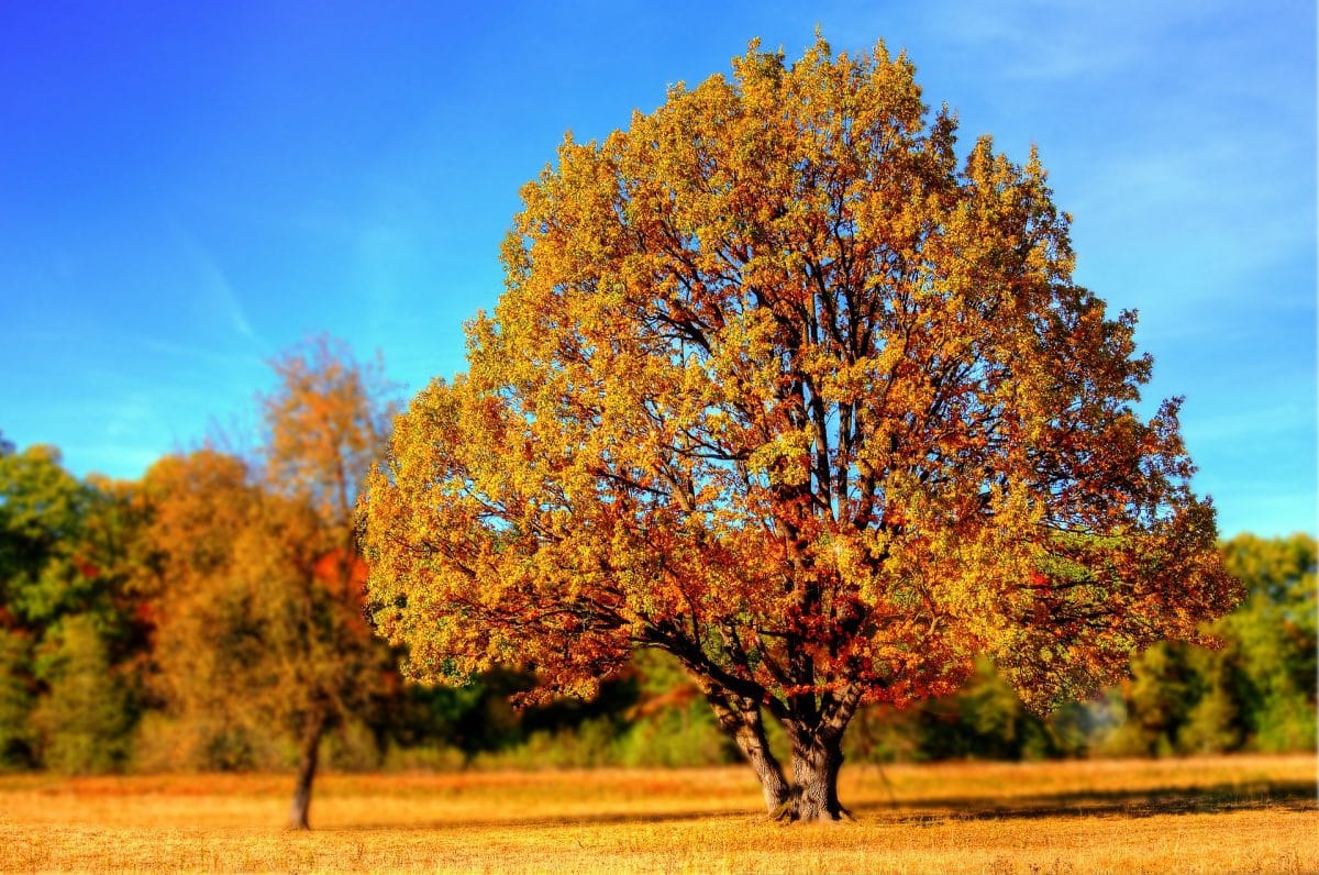 Switch to Vaping in Autumn