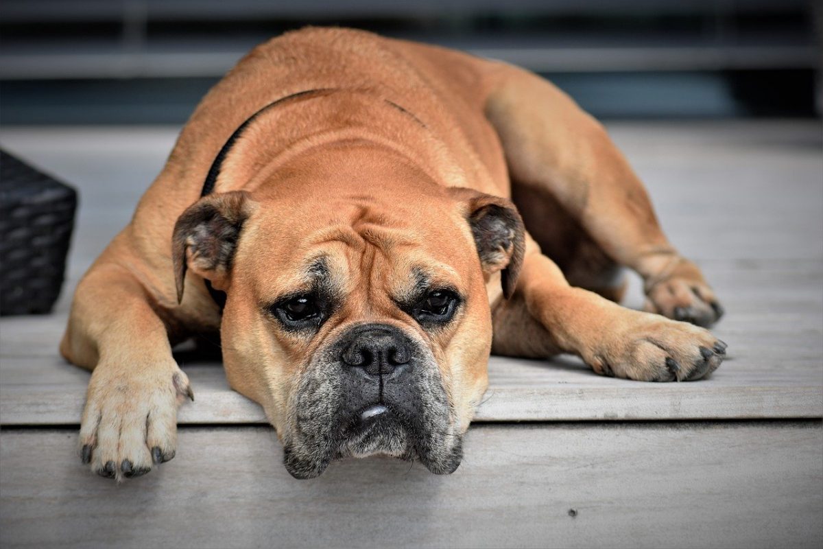 beating boredom, dog, bored dog, sad dog